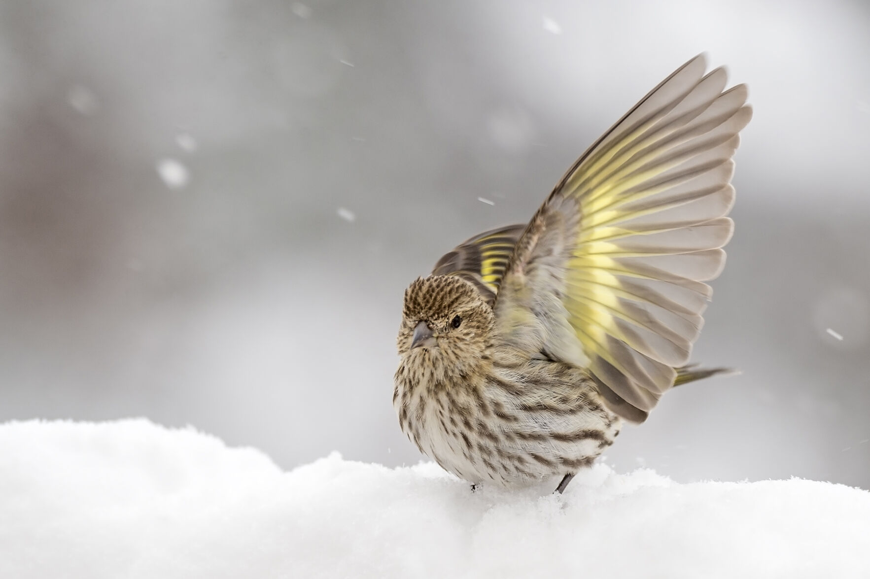 Pine Siskin